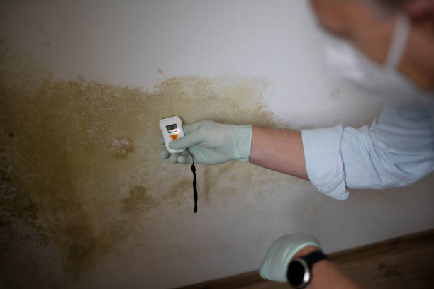Best Emergency Mold Remediation in Neptune City, NJ